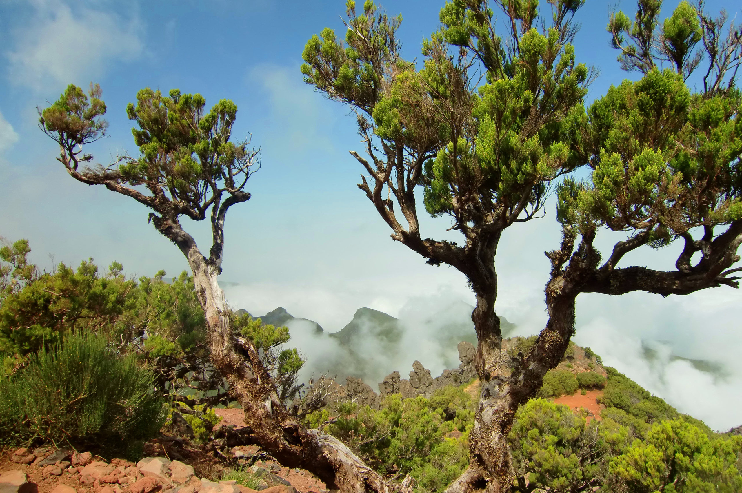 Madeira landscape