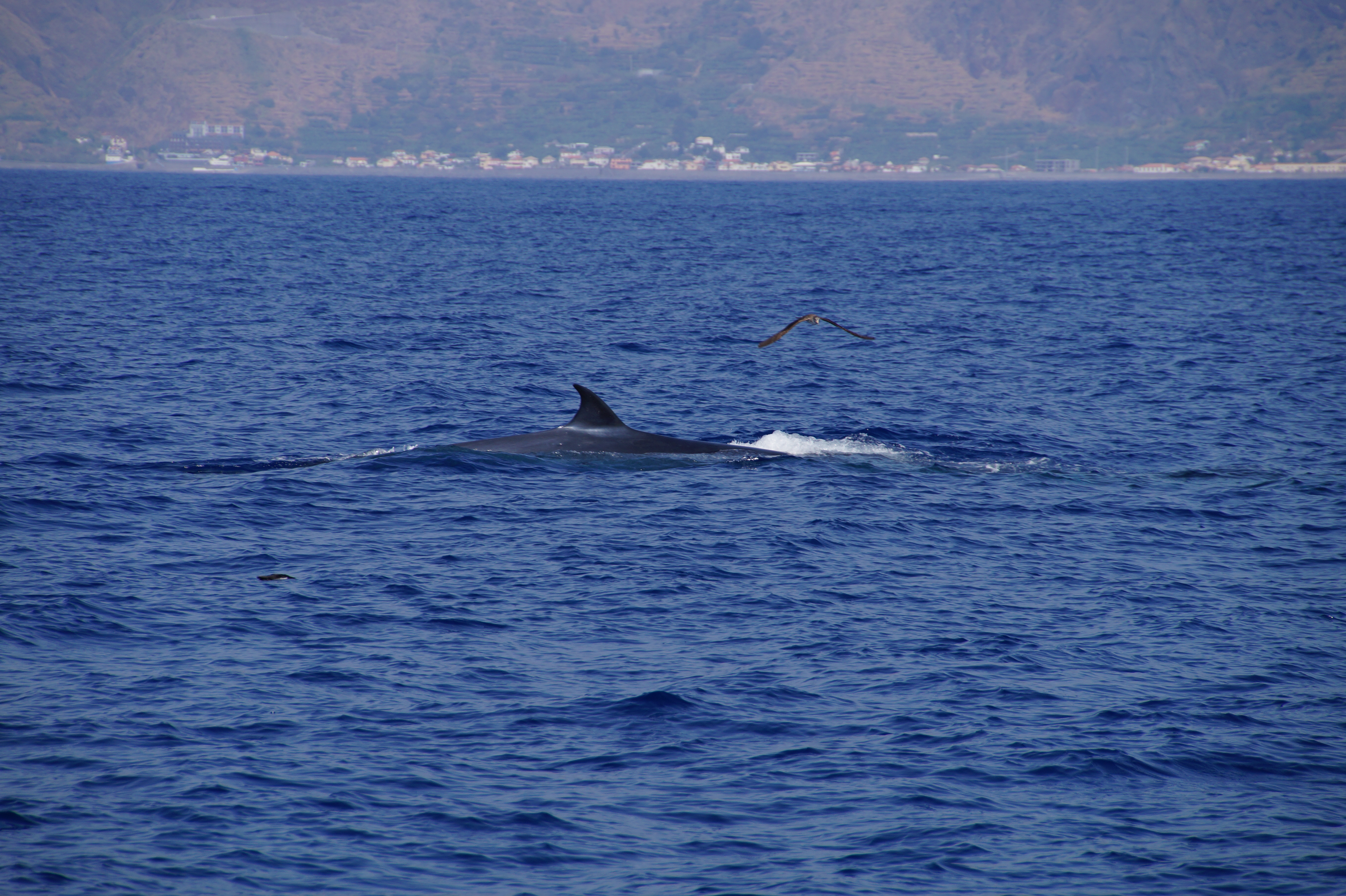 Whale in Madeira